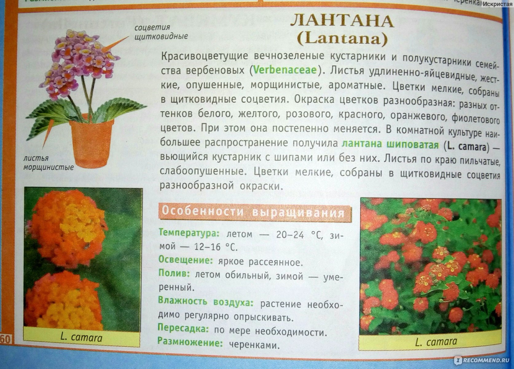 Размножение однолетников черенками и семенами⁚ практическое руководство